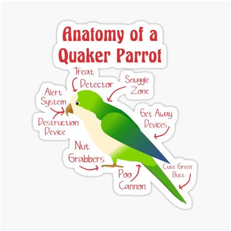 Anatomy Of Parrot Gifts & Merchandise | Redbubble