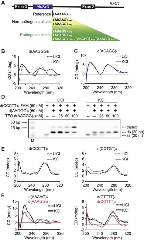 Structural Polymorphism Of The Nucleic Acids In Pentanucleotide Repeats