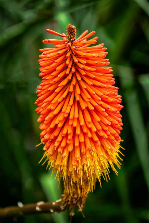 BLOOMING RED HOT POKER, Orange Yellow Flower, Macro Art by Rob's Wildlife - RobsWildlife