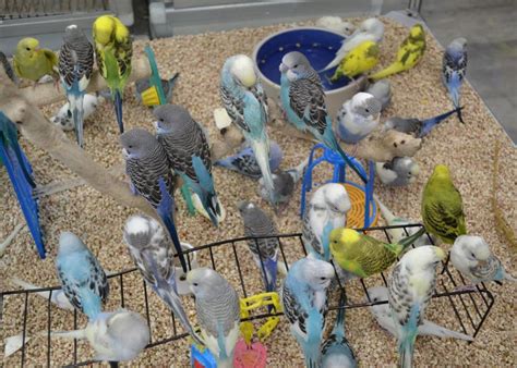 Parakeets: Everything You Need to Know - The Happy Chicken Coop