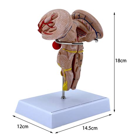 Human Brain Stem Anatomy Model Simple Installation For Knowledge