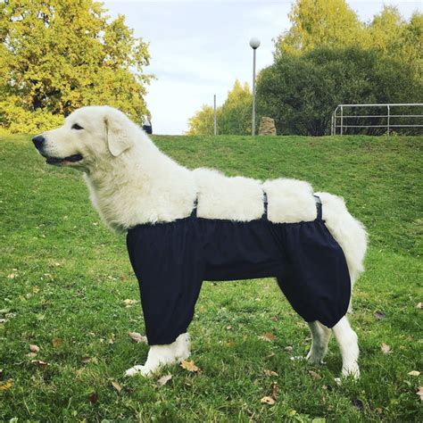 Характеристики ЧИСТОПУЗ для лабрадудля, волчьего шпица/крупного шелти ...