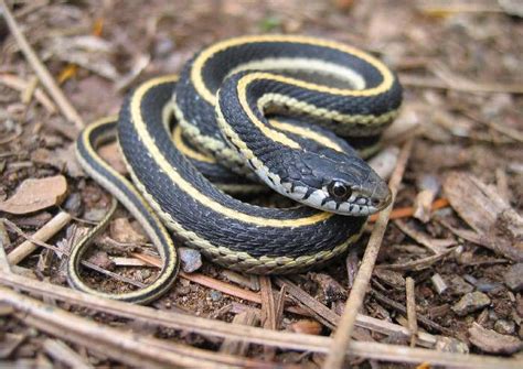 Filewestern Terrestrial Garter Snake Juvie Wikimedia Commons