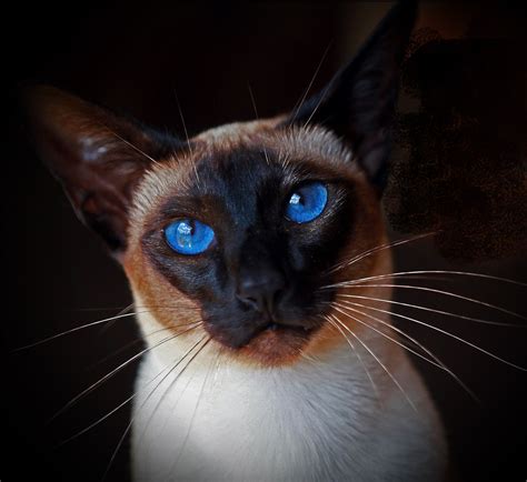 My Beautiful Seal Point Siamese Imsadi All Cat Breeds Siamese