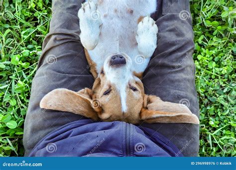 An Adorable Beagle Dog Sleeping on the Owner S Belly Stock Photo ...