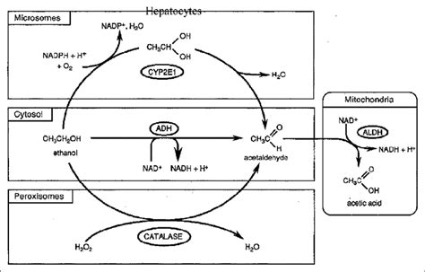 Ethanol metabolism ADH = Alcohol dehydrogenase, ALDH = Aldehyde ...