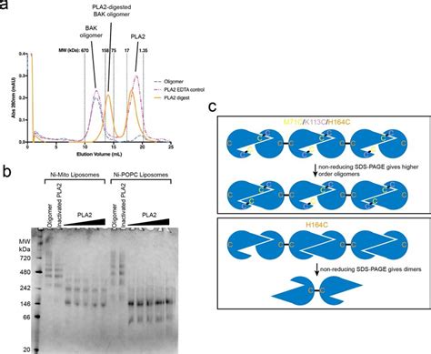 Phospholipase A2 Digestion Of Bak Oligomers And Liposome Dye Release By Download Scientific