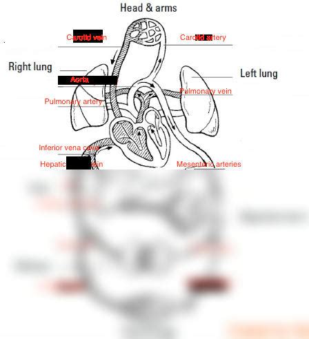 SOLUTION Biyoloji Arteries And Veins Studypool