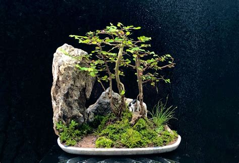 A Bonsai Tree Is Displayed On A Plate With Moss And Rocks In The Background