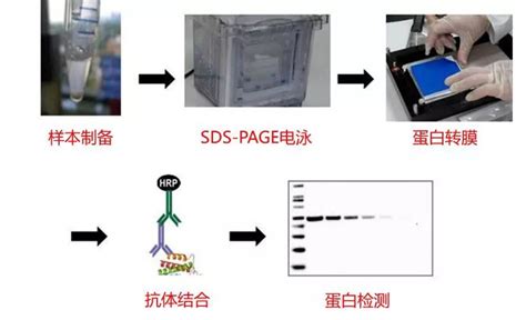 Western Blot蛋白免疫印迹wb快速实验攻略