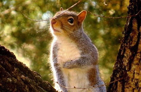 tree eastern grey squirrels