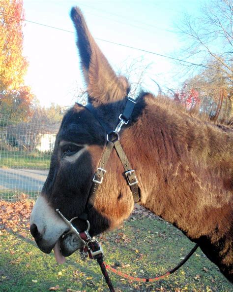 Daisy the Donkey: June 2010