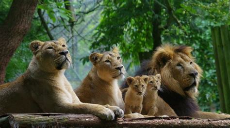 A Visitors Guide To Paignton Zoo Visit Devon Langstone Cliff Sea