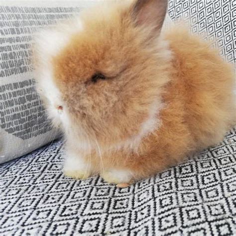 bébé lapin nain teddy angora unCompagnon fr