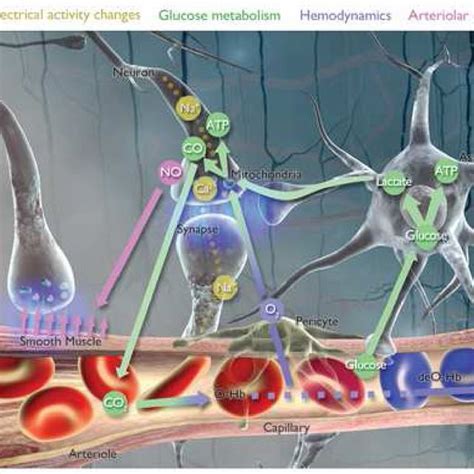 Neurovascular Coupling Events Across Cellular Compartments Download