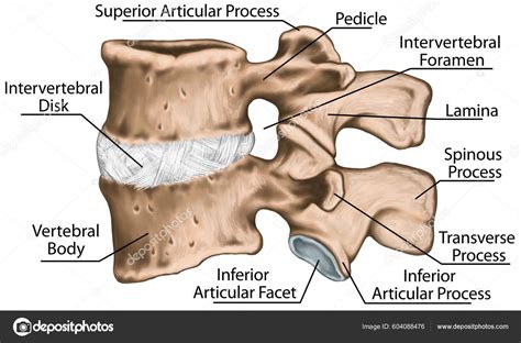 Lumbar Vertebrae Anatomy Lateral