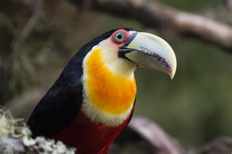 Tucano De Bico Verde Red Breasted Toucan Ramphastos Dico Flickr