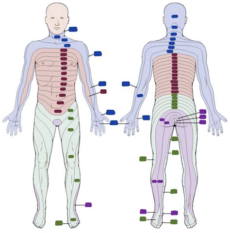 Dermatomes Diagram Quizlet