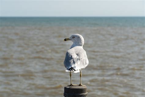 Bird Seagull Ornithology - Free photo on Pixabay - Pixabay