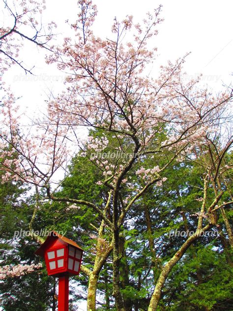 新倉山浅間公園の桜 写真素材 4414649 無料 フォトライブラリー Photolibrary