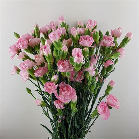 Spray Carnation Imported Light Pink