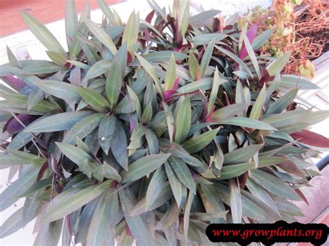 Tradescantia spathacea - How to grow & care