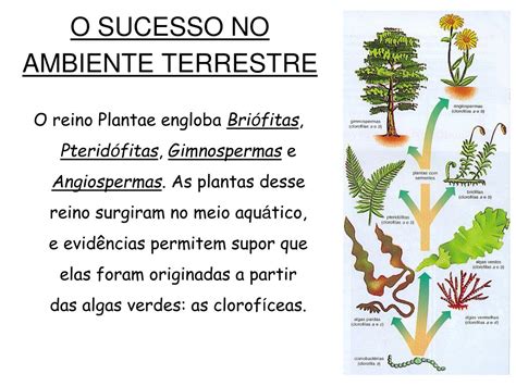 PPT Reino Vegetal Ou Metaphyta Ou Plantae PowerPoint Presentation