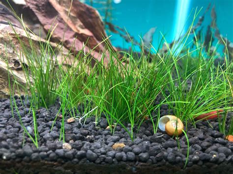 How I Grow Dwarf Hairgrass Without Co2 Fishkeepers Amino Amino