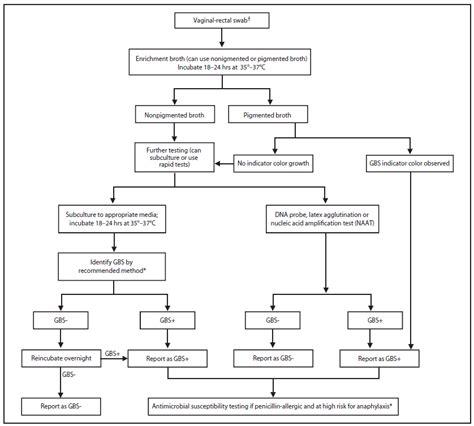 Streptococcus Identification Algorithm Diagnosis Microbiology | The Best Porn Website