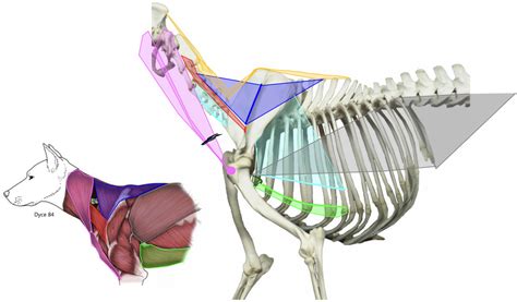 Extrinsic Muscles Of The Shoulder Diagram Quizlet