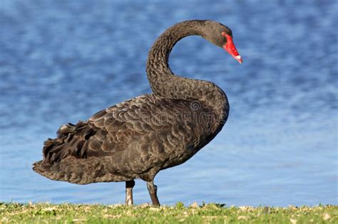 Cygne Noir Cygnus Atratus Image stock Image du masculin économie