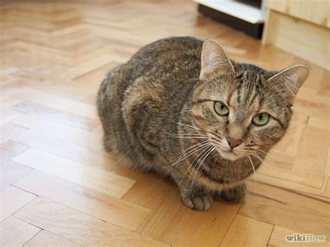 identify  tabby cat markings characteristics artofit