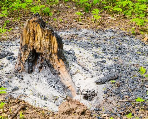 How To Burn A Tree Stump Step By Step Guide