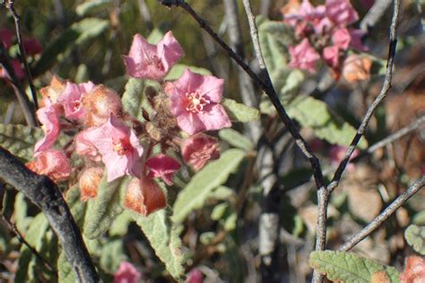 Commersonia Magniflora From Mount Sonder Mount Zeil NT 0872 Australia