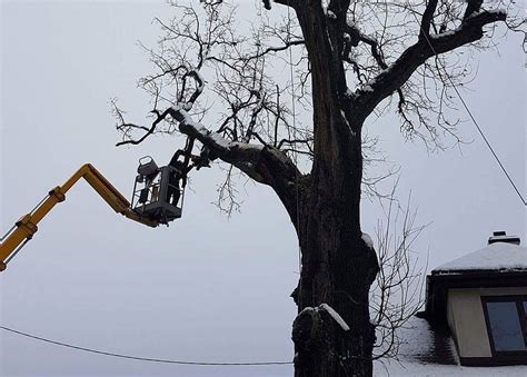 Arborystyka wycinka i pielęgnacja drzew Warszawa zrębkowanie gałęzi