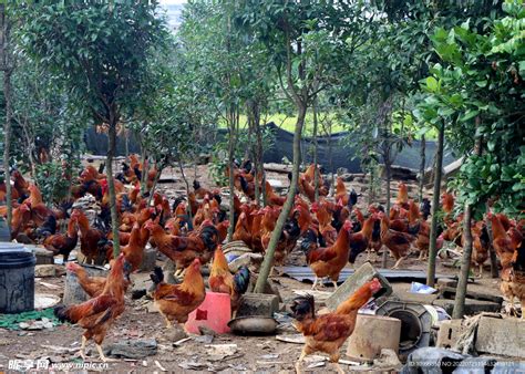 散养土鸡摄影图家禽家畜生物世界摄影图库昵图网