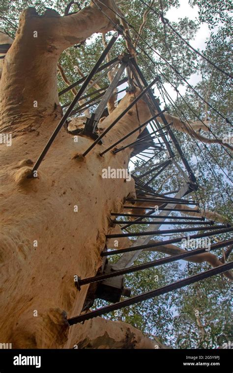 Gloucester Tree Pemberton Stockfotos Und Bilder Kaufen Alamy