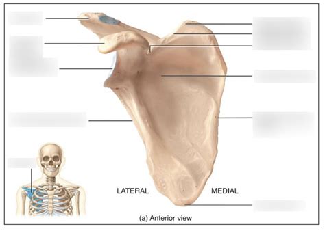anterior view   scapula diagram quizlet