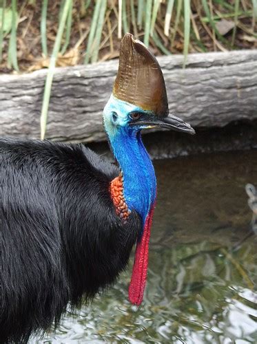 Cassowary Taken In The Habitat Sanctuary Captive Ken Glasson Flickr