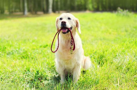 Cuál es la mejor correa para perros Te contamos los distintos tipos