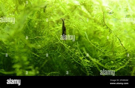 Shrimp species Caridina Stock Video Footage - Alamy