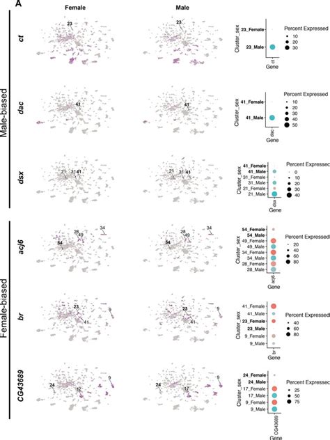 Single Cell Transcriptome Profiles Of Drosophila Fruitless Expressing