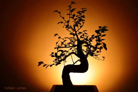 Land Of The Rising Sun Bonsai Tree With Creative Lighting Flickr