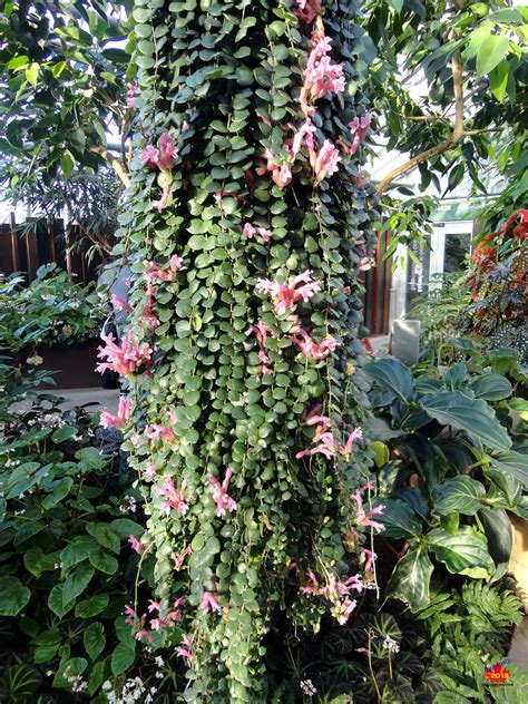 Flora Lipstick Plant Aeschynanthus Thai Pink Gesne… Flickr