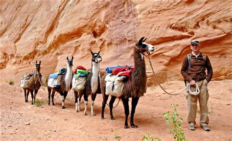 Sar—field Trip Llama Packing In Utahs Spectacular Grand Gulch Wilderness