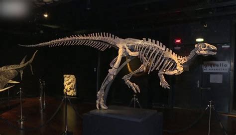 Million Year Old Dinosaur Skeleton Auctioned In Paris Polimer News