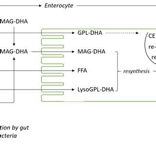 Schematic Representation Of Hypothetical Pathways For The Digestion