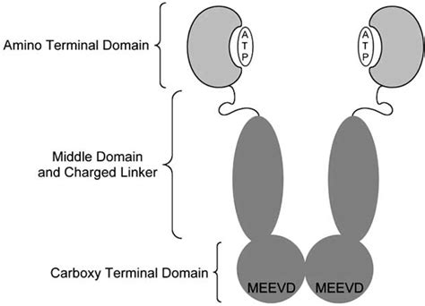 Pictorial Representation Of The Structural Domains Of Hsp