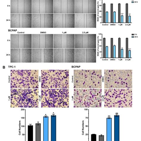 Hormesis Effect Of Bde On Nthy Ori And Ptc Cell Invasion And