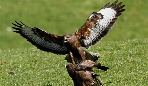 Attacking Buzzards Target Tipp Terriers Tipperary Live